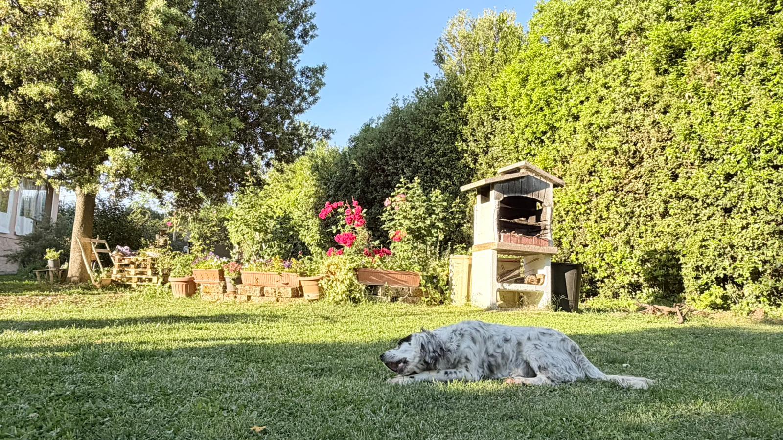 Un cane felice che si riposa all'aperto nel prato dell'agriturismo