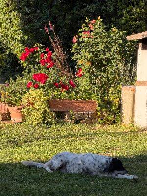 Immagine 9 della galleria dell'Agriturismo Il Giardino dei Desideri