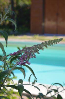 Immagine 15 della galleria dell'Agriturismo Il Giardino dei Desideri